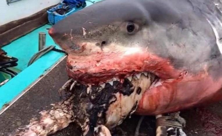 Giant white shark overestimates itself and chokes on sea turtle