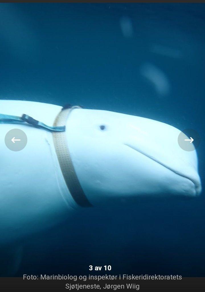 Norwegian fishermen attacked by white dolphin with armor