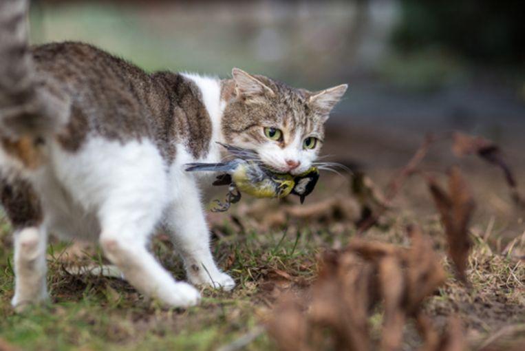 Australia to wipe out 2 million wild cats by next year