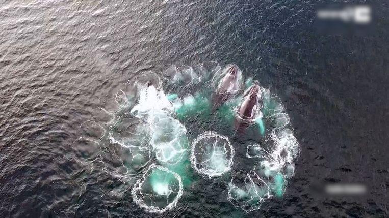 No water ballet, but lunch time: whales blow bubbles into formation