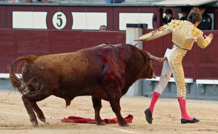 Bull rigs French matador on his horn in a very painful way, but he continues