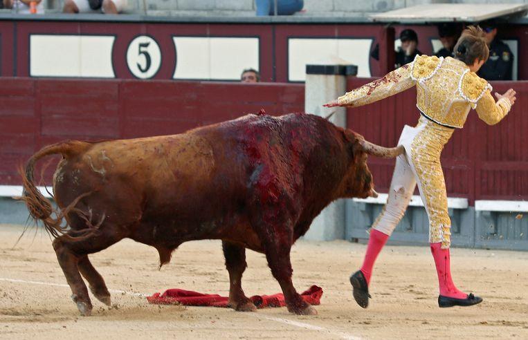 Bull rigs French matador on his horn in a very painful way, but he continues