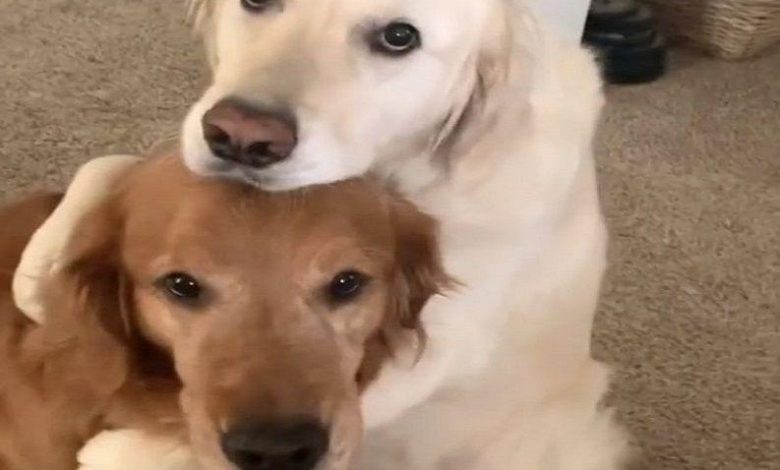 Dog apologizes to his brother after eating his food