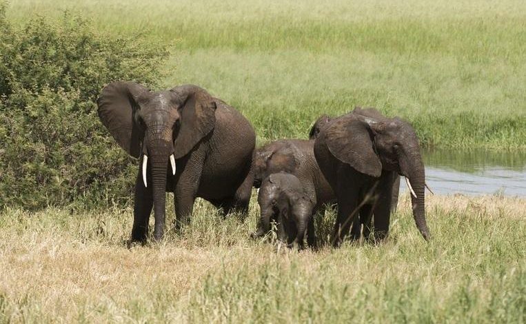 British soldier killed by elephant during mission in Malawi
