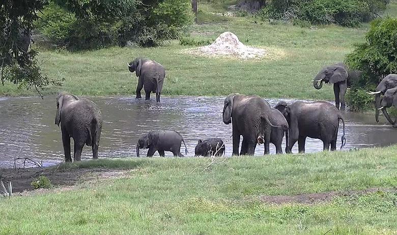 Botswana grants elephant hunting again