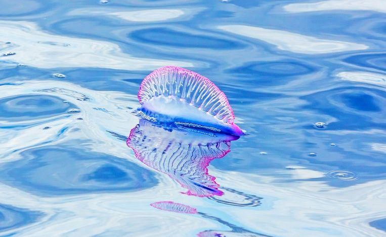 Very toxic 'jellyfish' spotted off the coast of Majorca, Menorca and Ibiza