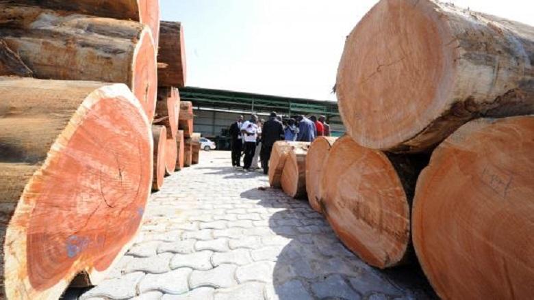 In Gabon, top officials suspended for 'kevazingo' timber trafficking