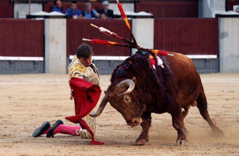 Bull rigs French matador on his horn in a very painful way, but he continues