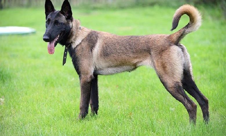 3-year-old child bitten 56 times by a Malinois dog