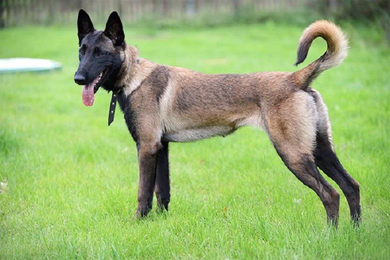 3-year-old child bitten 56 times by a Malinois dog