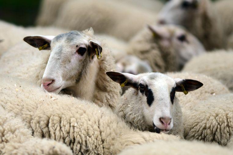 French school threatened with closure: only 15 sheep registered