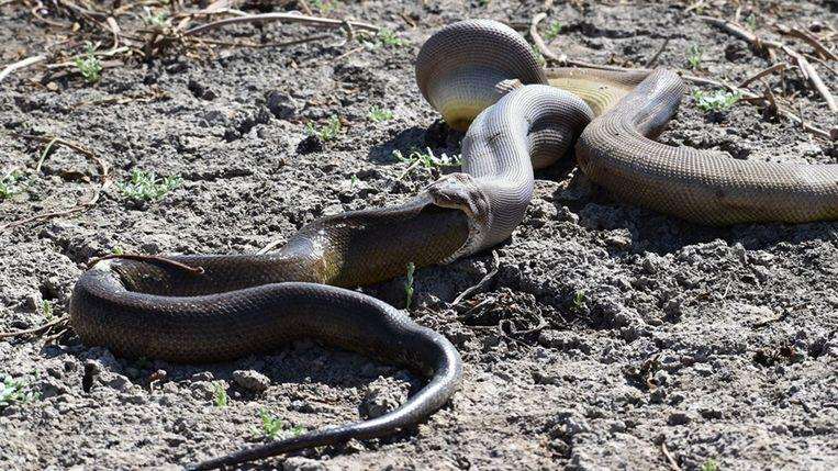 Python swallows larger python, but it appears to be quite heavy