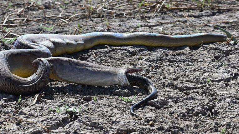 Python swallows larger python, but it appears to be quite heavy 