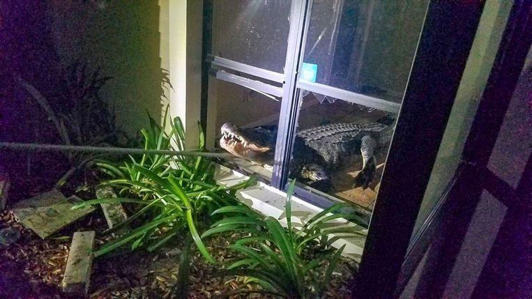 Elderly woman startled at night by giant alligator in kitchen 