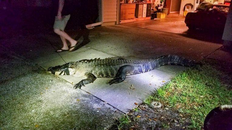 Elderly woman startled at night by giant alligator in kitchen 