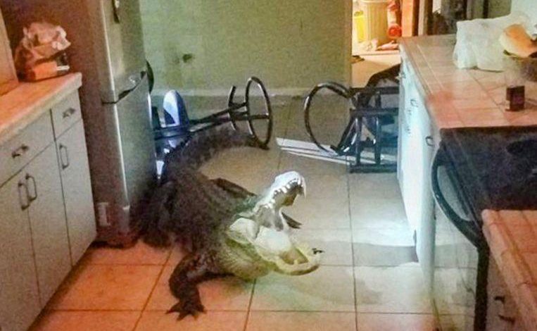 Elderly woman startled at night by giant alligator in kitchen