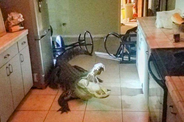 Elderly woman startled at night by giant alligator in kitchen