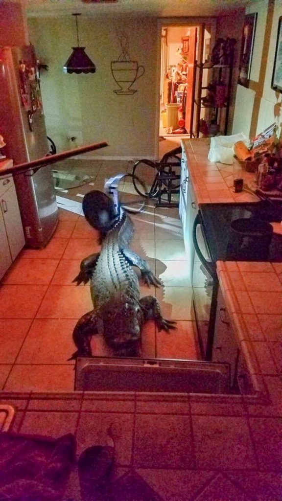 Elderly woman startled at night by giant alligator in kitchen 