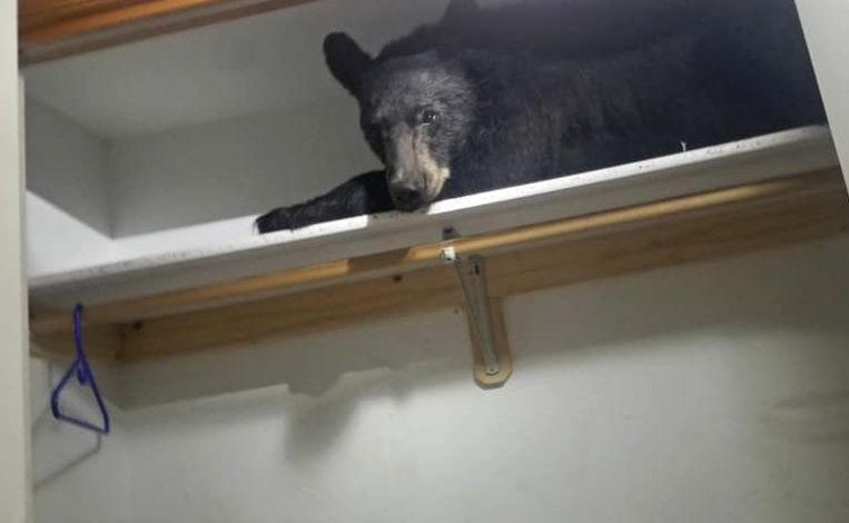 Bear in closet taking nap but look disdain after police open door