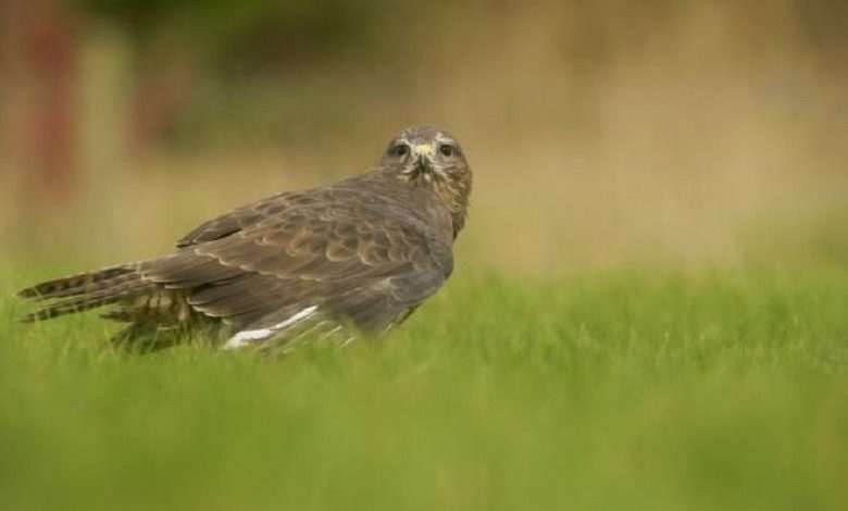 Buzzard attacked his head thrice, even when he changes walk route