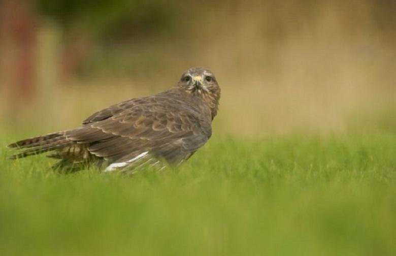 Buzzard attacked his head thrice, even when he changes walk route
