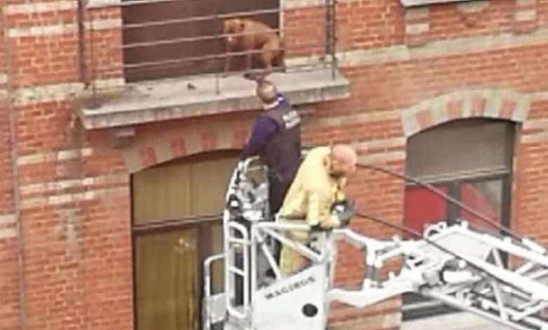 Dog locked up on tiny terrace during stormy weather all night