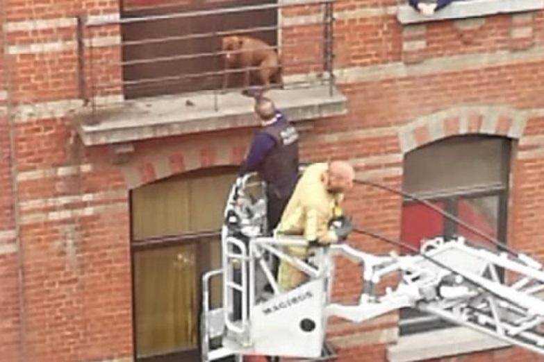 Dog locked up on tiny terrace during stormy weather all night