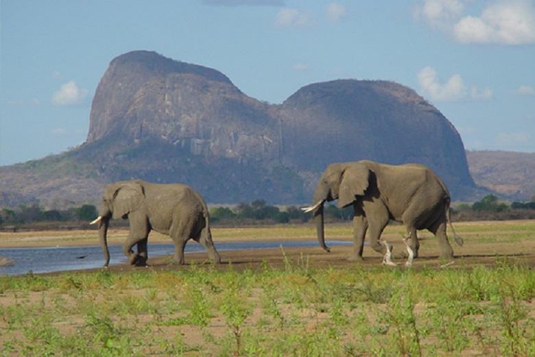 Year without elephant poaching in Africa reserve: “Very hopeful”