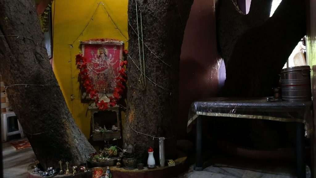 Home constructed around two trees in India [photos]