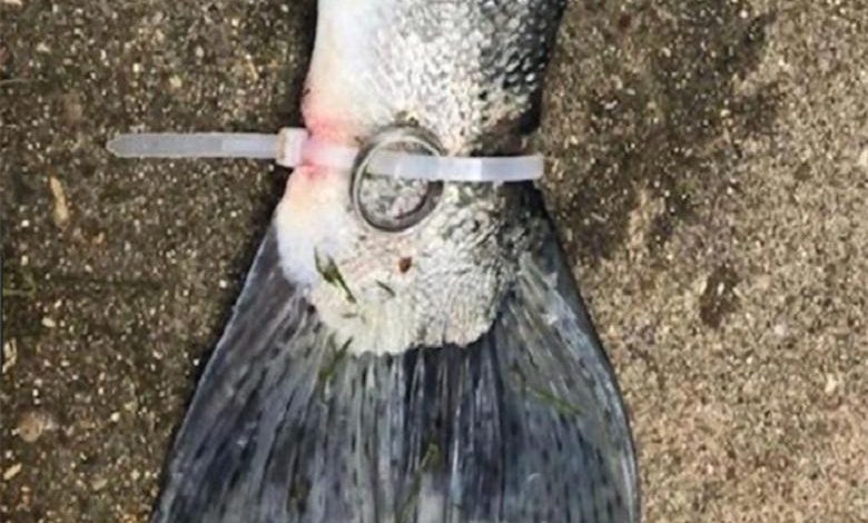 Mystery rainbow trout with wedding ring around tail solved