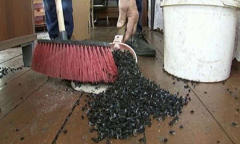 Large fly plague terrorizes Russian villages: "Scene from a horror film"