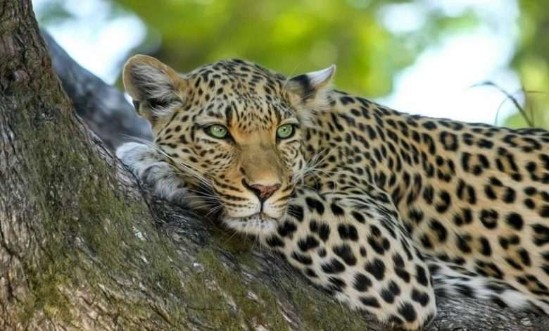 Father of torn child: Courtney hung bleeding between jaws of leopard