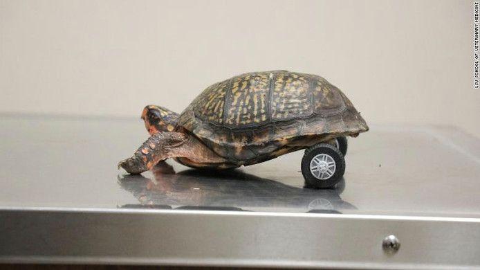 Disabled Pedro is the fastest turtle on two... wheels 
