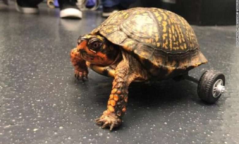 Disabled Pedro is the fastest turtle on two... wheels