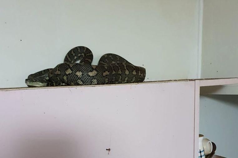 Python hides in the kitchen of an older couple: do you see it? 