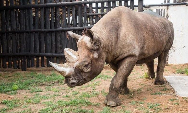 Five black rhinos deployed to raise population in Rwanda