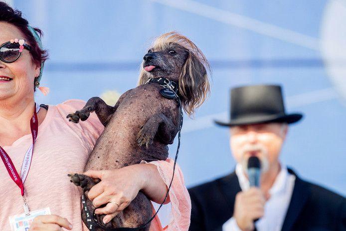 Scamp the Tramp is officially the ugliest dog in the world