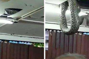 Lawmakers flee after snake intrusion in Ondo