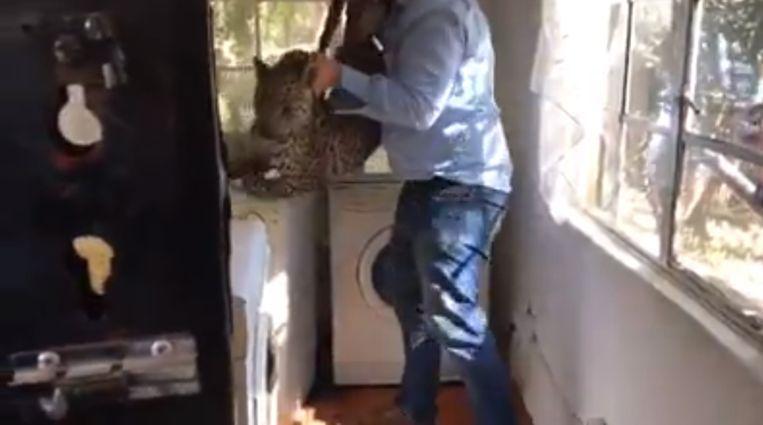 Cleaning lady finds leopard behind washing machine