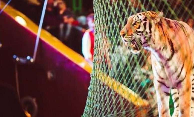 tigger