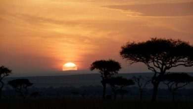 There is only one real shot in “The Lion King”