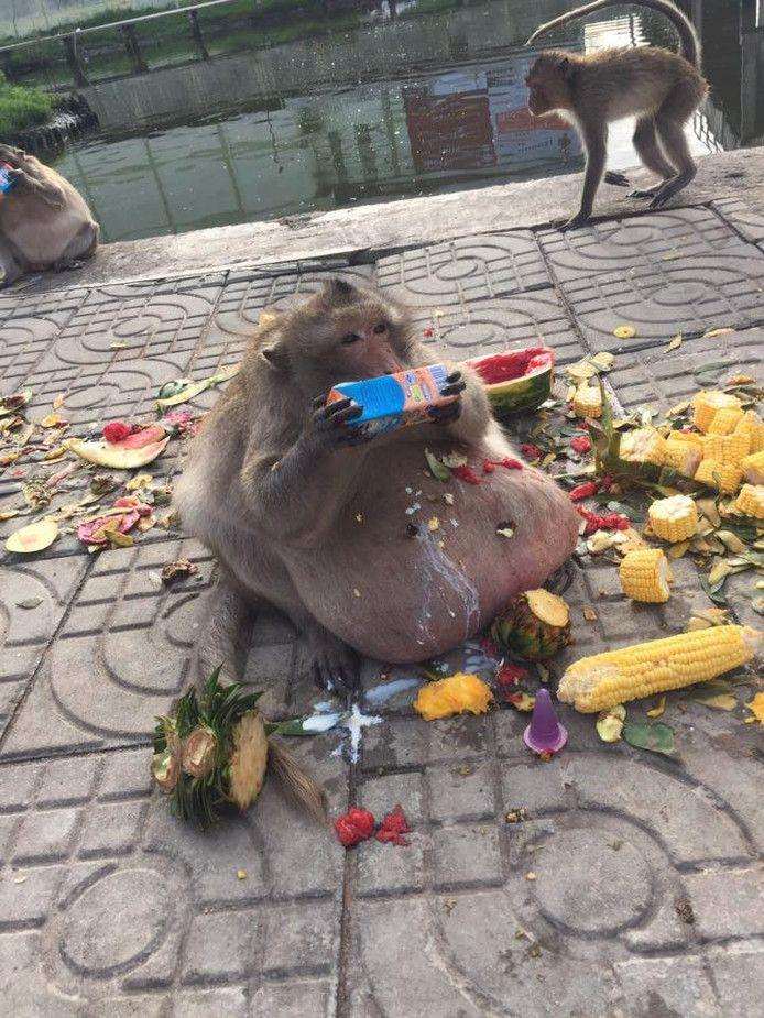 Uncle Fatty: Caregivers fear the life of world-famous obesity monkey