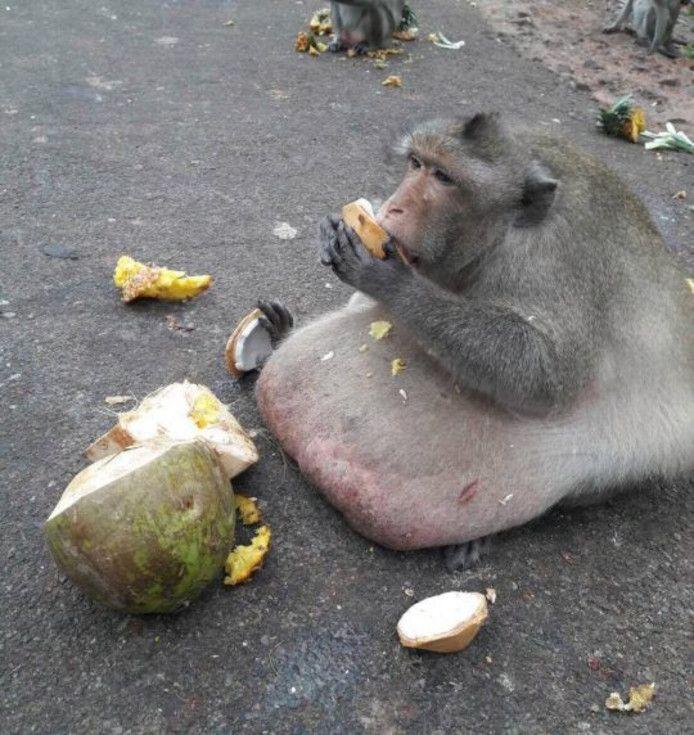 Uncle Fatty: Caregivers fear the life of world-famous obesity monkey