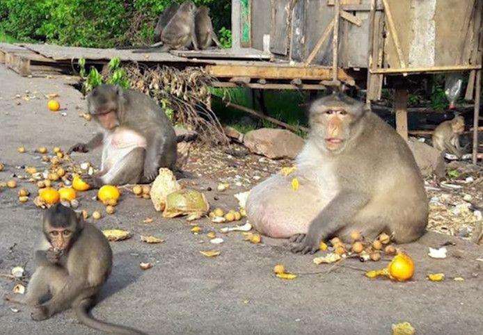 Uncle Fatty: Caregivers fear the life of world-famous obesity monkey