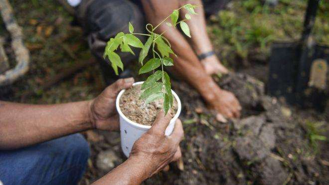 Ethiopia wants to plant 200 million trees in one day