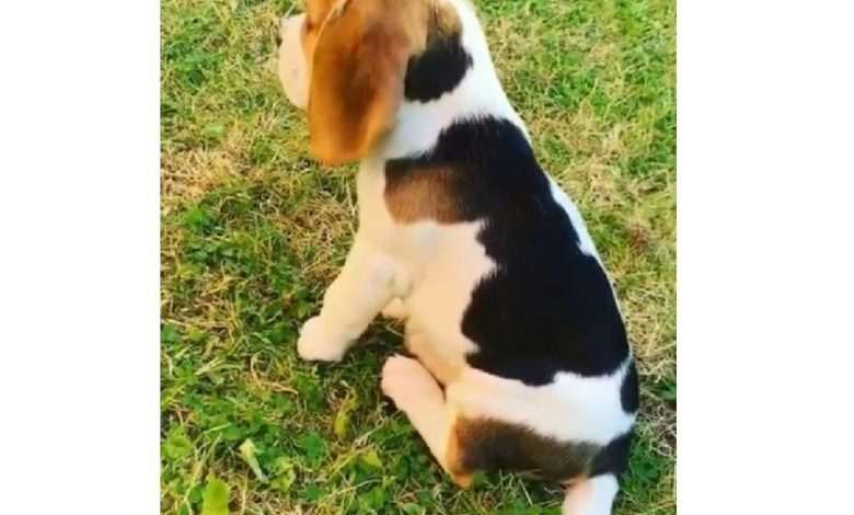 Beagle puppy has a spot in the shape of young dog