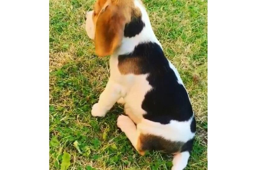 Beagle puppy has a spot in the shape of young dog