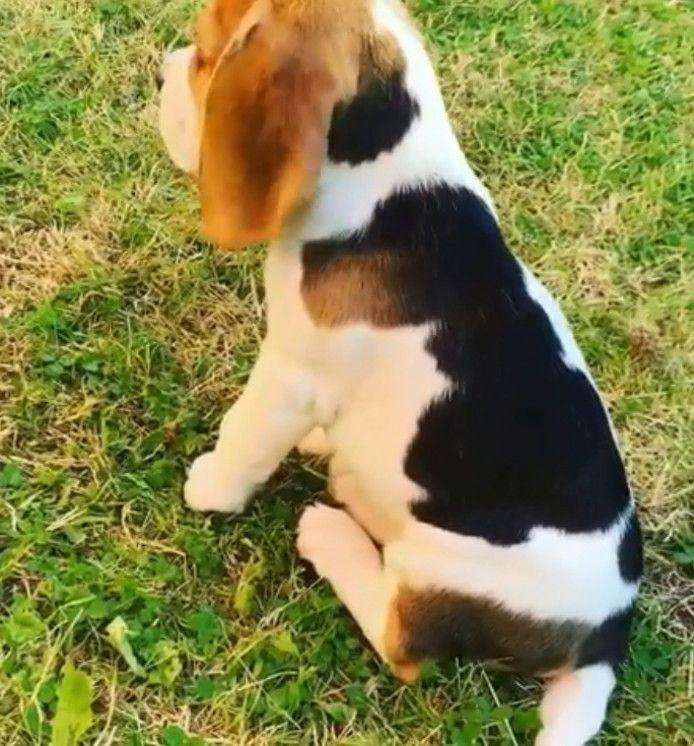 Beagle puppy has a spot in the shape of young dog