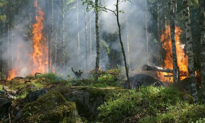 Ten thousand fires are currently raging in Angola and the Democratic Republic of Congo alone.