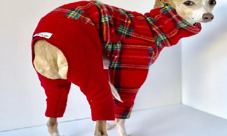 Sighthound Margaret is a popular ‘supermodel’ for four-legged fashion